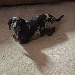 Roxie - Dachshund