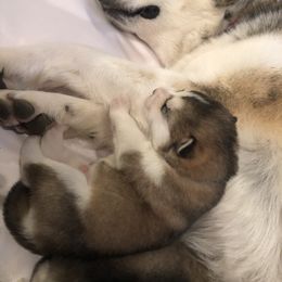 Alaskan Malamute Puppies from Sigma Alaskan Malamutes