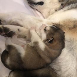 Alaskan Malamute Puppies from Sigma Alaskan Malamutes
