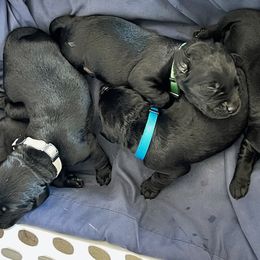 All black litter - Labrador Retriever