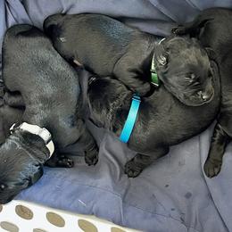 All black litter - Labrador Retriever