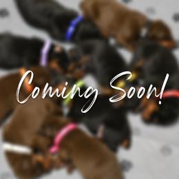 Boy 5 - Black and rust male Doberman Pinscher puppy in Overton, Texas from Obsidian Kennel