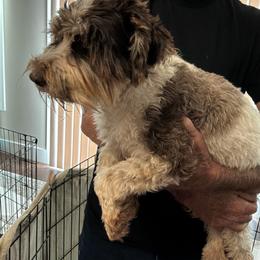 Zoey - Miniature Schnauzer