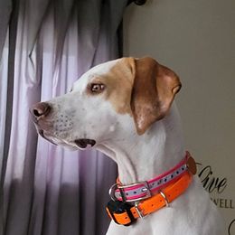 Pointer All Grown Up from WillowBrook Pointers