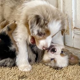 Australian Shepherd, Miniature Australian Shepherd, and Toy Australian Shepherd Puppies from Hunt Farms Mini Aussies