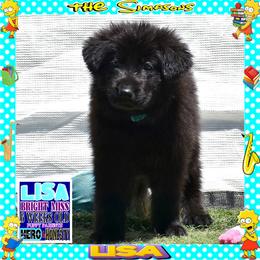 LISA -- BRIGHT GIRL - Black female German Shepherd puppy in Murrieta, California from Diamond Oaks German Shepherds