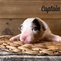Captain - Blue merle male Australian Shepherd puppy in Kearney, Nebraska from Helix Aussies