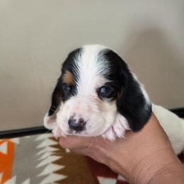 Vera - Black white and brown female Basset Hound puppy in Denison, Texas from Emma Lou's Baby Bassets