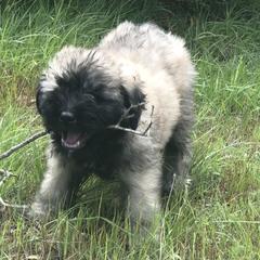Bouvier des Flandres Puppies from Seasons of Joy Farm and Ranch