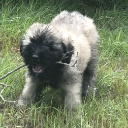 Bouvier des Flandres Puppies from Seasons of Joy Farm and Ranch