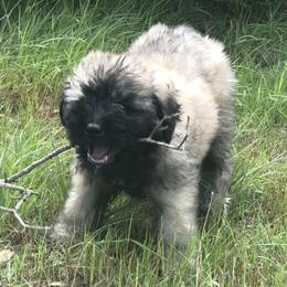 Bouvier des Flandres Puppies from Seasons of Joy Farm and Ranch