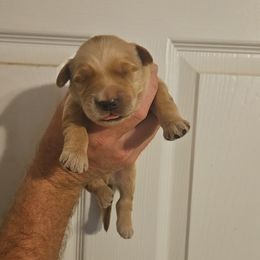 Boy 2 - Golden male Golden Retriever puppy in Hamilton, Mississippi from Keller's Retrievers