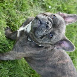 Raja - French Bulldog