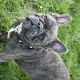 Raja - French Bulldog