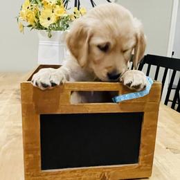 Miss Blue Girl 4 - Golden female Golden Retriever puppy in Carmichael, California from Sadie Lane Family Goldens