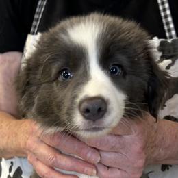Colt - Blue female Border Collie puppy in Giddings, Texas from JoyLee Border Collies