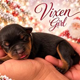 Vixen - Black and mahogany female Rottweiler puppy in Montrose, Colorado from TruHero Dog Kennel
