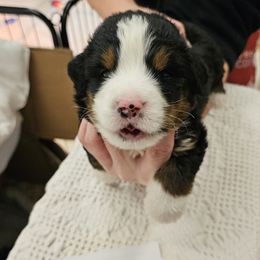 Red - Black rust and white male Bernese Mountain Dog puppy in Auburn, Washington from MSM Bernese Mountain Dogs