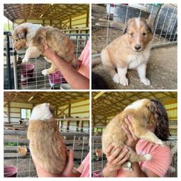 Sable Merle - Sable merle male Collie puppy in Honaker, Virginia from KLW Farm