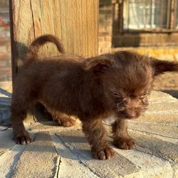 Gremlin - Chocolate male Chihuahua puppy in Laredo, Texas from Texas Nightblooming Hairless Chihuahuas
