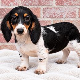 Rumor - Piebald female Dachshund puppy in Industry, Illinois from KDKs Kennels