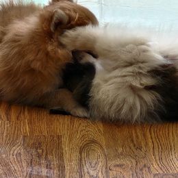 Pomeranian Puppies from Dawn's Pomeranians