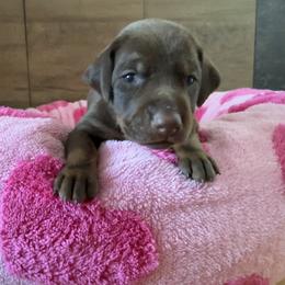 Doberman Pinscher Puppies from Haus of Hound