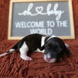 Brindle piebald girl - Piebald female Dachshund puppy in Port Orchard, Washington from Haus of Wiener Schnitzel