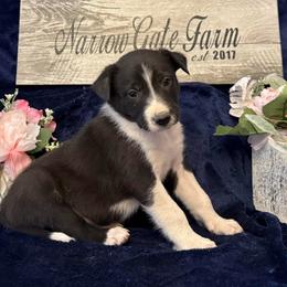 Apollo - Black and white male Border Collie puppy in Moody, Texas from Narrow Gate Farm