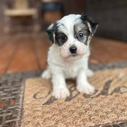Santa - Black & tan tri-color male Morkie puppy in Oakland, Kentucky from Imperial Dogs