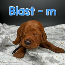 Blast - Red  male Goldendoodle puppy in Lake City, Florida from North Florida Poodles and Doodles