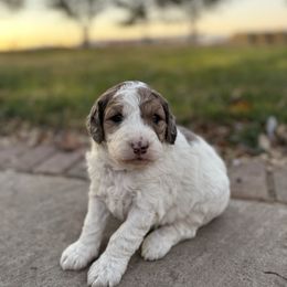 Parti merle boy - Parti male Goldendoodle puppy in Hobbs, New Mexico from Goldie Locks Golden Retrievers & Doodles