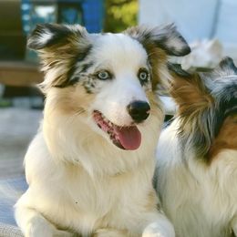 Australian Shepherds from Dreamfinder Australian Shepherds