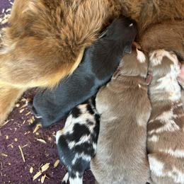 Black and White Male - 1600 - Black & white male Australian Shepherd puppy in Morristown, Tennessee from Lakeway Farms