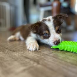 Orzo Girl 2 - Red tri-color female Australian Shepherd puppy in Johnson City, Tennessee from St. Isidore Australian Shepherds
