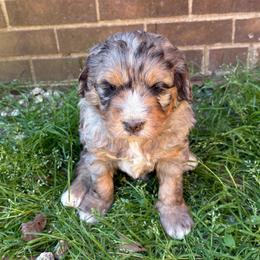 Polly - Merle female Goldendoodle puppy in Travelers Rest, South Carolina from Bailey Mountain Doodles