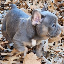 French Bulldog Puppies from BF Frenchie's