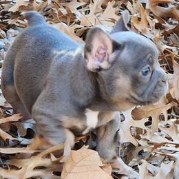 French Bulldog Puppies from BF Frenchie's
