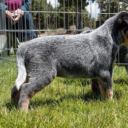 Australian Cattle Dog Puppies from G'day Mates Cattle Dogs