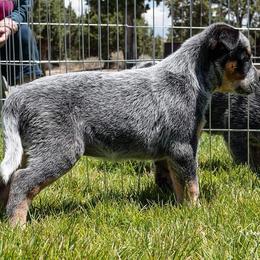 Australian Cattle Dog Puppies from G'day Mates Cattle Dogs