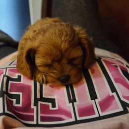 Assorted Doodle Crosses, Cavapoo, Cockapoo, and Poodle Puppies from Doodles by Tatum