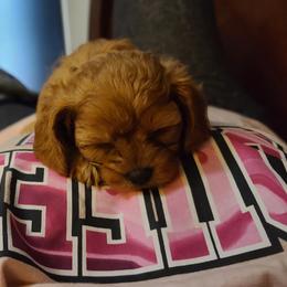 Assorted Doodle Crosses, Cavapoo, Cockapoo, and Poodle Puppies from Doodles by Tatum