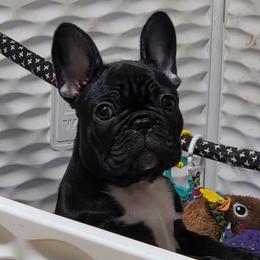 Cake-Pop-aka George - Brindle male French Bulldog puppy in Sanford, Maine from Sassy Little Bulldogs