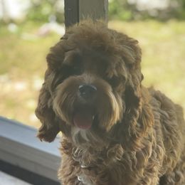 Koki - Cockapoo