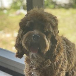 Koki - Cockapoo