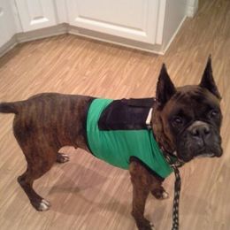 Boxers from Spectrum