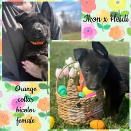 Orange collar - Bi-color female German Shepherd puppy in Canterbury, Connecticut from Nachtwaechter German Shepherds, LLC