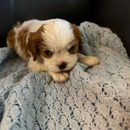 Mark - Blenheim male Cavalier King Charles Spaniel puppy in Athens, Georgia from Sandy Cross Kennels