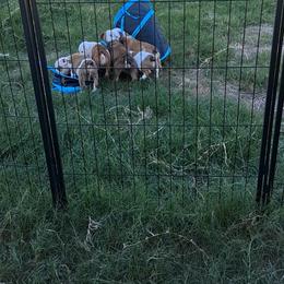 Bulldog Puppies from B-Hive Bulldogs