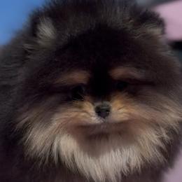Maltipoos and Pomeranians from The Queens Doggies